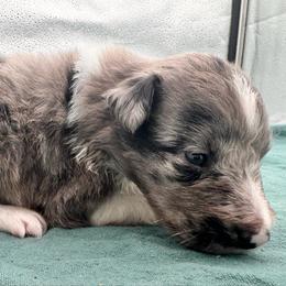 Boy 2 - Blue merle and white male Shetland Sheepdog puppy in Pensacola, Florida from Nancy Barger's Siberian Huskies