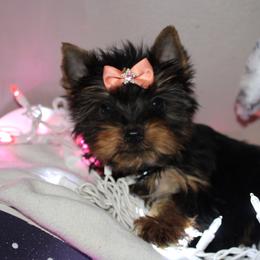 Yorkshire Terrier Puppies from Reed ridge kennels