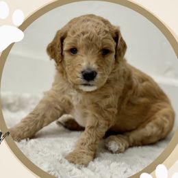 Goldendoodles from WW Golden Doodles