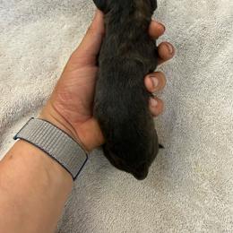 Jury - Brindle female Mastiff puppy in Layton, Utah from 2A Mastifs