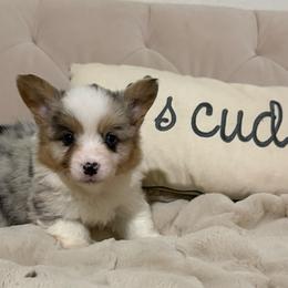 Bear-nard - Blue merle and white male American Corgi puppy in Decatur, Texas from Bar S Corgis