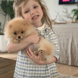 Pomeranian Puppies from Halo Poms