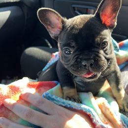 Wally the Walrus - French Bulldog puppy in Columbia, South Carolina from Stratton Kennel