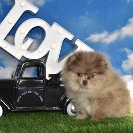 Boy 1 - Chocolate merle Pomeranian puppy in Fort Jones, California from High Rocking Pom Poms