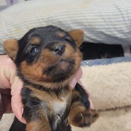 Roxy - Black and tan female Yorkshire Terrier puppy in Chickasha, Oklahoma from SISSYS YORKIES