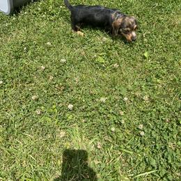 Dachshund Puppies from Pams Puppies