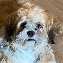 Lhasa Apsos from Lorraine’s Lhasa Apsos by Mia Kentucky Rose