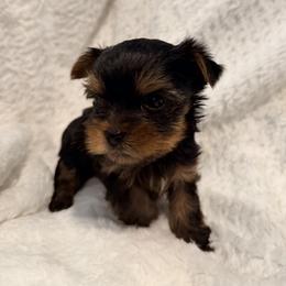 German Shepherd and Yorkshire Terrier Puppies from Von Kingsburg Shepherds