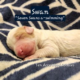 Swan - White female Bernedoodle puppy in Pollock Pines, California from Ten Acre Wood Doodles