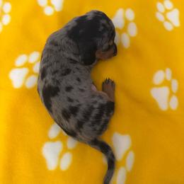 Dapple male - Dapple male Dachshund puppy in Rome, Georgia from Jade’s Dachshunds