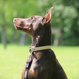 Nadia - Doberman Pinscher