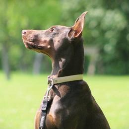 Nadia - Doberman Pinscher