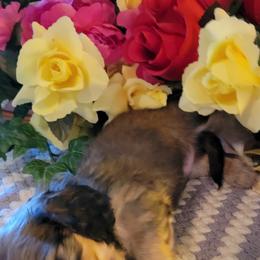 Dachshund Puppies from CLARK'S BREEDING PROGRAM