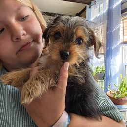 Boy 1 - Black and tan male Yorkshire Terrier puppy in Strunk, Kentucky from Hip Hoppin Yorkies