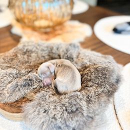 Dachshund Puppies from G&K Kennels