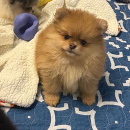Ozzy - Orange male Pomeranian puppy in Newport Beach, California from Exotic City Pomeranians and chihuahuas