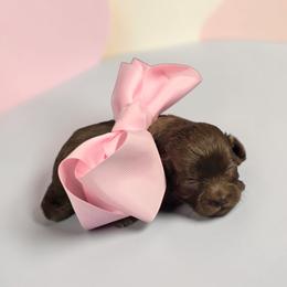 Pinkie - Liver female Shihpoo puppy in Delphos, Ohio from Route 66 Poodles & Doodles, Sapphire Shih-tzu's of Ohio