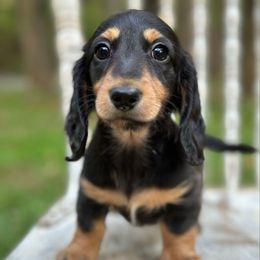 Cake Pop - Black and tan male Dachshund puppy in Mascot, Tennessee from Magnolia Pearl Dachshunds