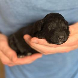 Bay - Phantom female Bernedoodle puppy in Clarinda, Iowa from Root and Branch Bernedoodles