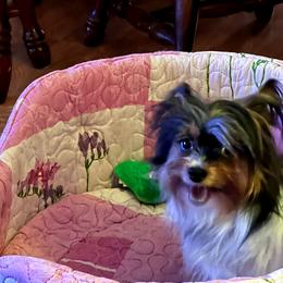 Chloey - Yorkshire Terrier