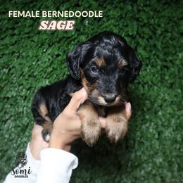 Sage (Blue Collar) - Tri-color female Bernedoodle puppy in Palmetto Bay, Florida from SOMIDOODLES