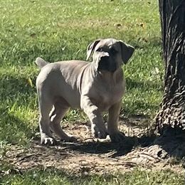 Gertie - Fawn female Boerboel puppy in Guysville, Ohio from Fueled Kennel