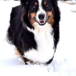 Australian Shepherds from Lorac Aussies