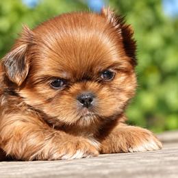 Chance - Chocolate male Shih Tzu puppy in Warren, Michigan from Danielle's Yorkie Babies