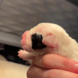 Eloy - White male Dogo Argentino puppy in Winter Haven, Florida from El Riachuelo Dogo Argentino