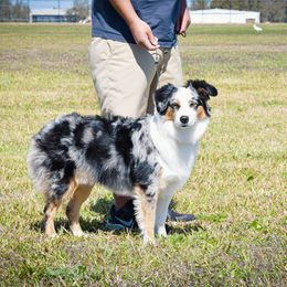 CLOVER - Miniature Australian Shepherd