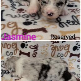 Jasmine - Blue merle female Australian Shepherd puppy in Squaw Valley, California from A&M Australian Shepherds