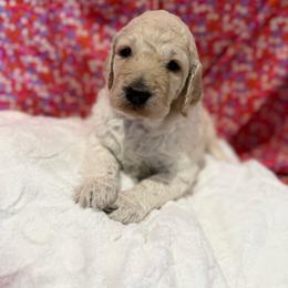 Capone - Cream male Goldendoodle puppy in Denham Springs, Louisiana from E&S Goldendoodles