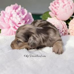 Wimsy - Chocolate and cream female Dachshund puppy in Oklahoma City, Oklahoma from OkieDoxieland Dachshunds