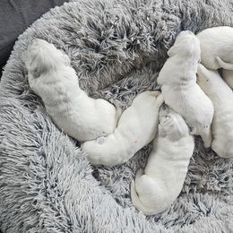 Golden Retriever Puppies from The Golden Virtues