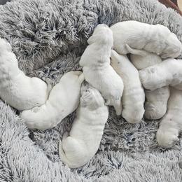 Golden Retriever Puppies from The Golden Virtues