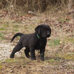 Labrador Retriever Puppies from Ivy Leash Labradors