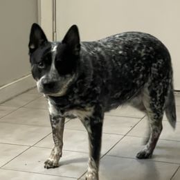 Kira - Australian Cattle Dog