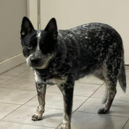 Kira - Australian Cattle Dog