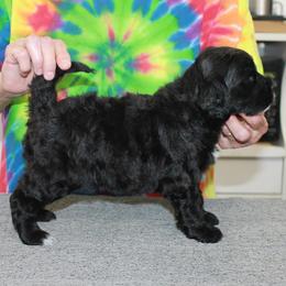 Maggie - Black and white female Portuguese Water Dog puppy in Beatrice, Nebraska from Success Portuguese Water Dogs