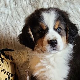 Axel - Black tri-color male Australian Shepherd puppy in Providence Forge, Virginia from Kelbrook Farm Australian Shepherds