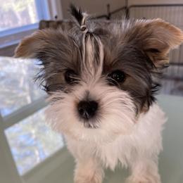 Yorkshire Terrier Puppies from Bryan & Karen