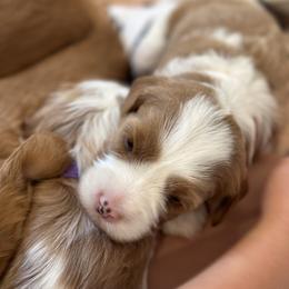 Assorted Doodle Crosses Puppies from Golden Palms Puppies