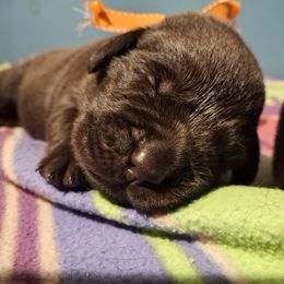 Boy 2 - Labrador Retriever puppy from Brownstone Labradors