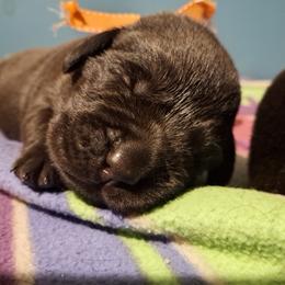 Boy 2 - Labrador Retriever puppy from Brownstone Labradors