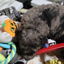 Gregson - Blue merle male Bernedoodle puppy in Springfield, Missouri from Doodle Dandy Bernedoodles