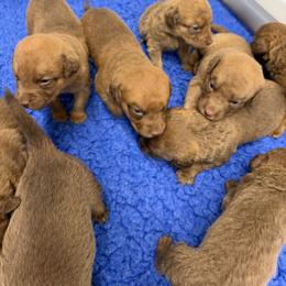 Baby boy 2 - Sedge male Chesapeake Bay Retriever puppy in Chatfield, Minnesota from Next Generation