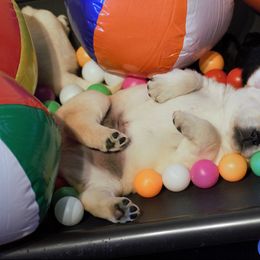 Labrador Retriever Puppies from Meritrust Labradors