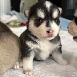 Celeste - Black and white female Pomsky puppy in Valparaiso, Indiana from Valparaiso Pomskys