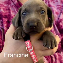 Francine - Blue female Weimaraner puppy in Aitkin, Minnesota from Whispering’s GunDogs