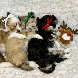 Havanese Puppies from Our little Havanese